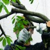 Pruning Saw Gomtaro 300-8-14 Pro-Sentei - Image 5
