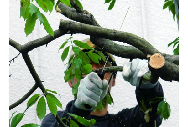Pruning Saw Gomtaro 300-8-14 Pro-Sentei - Image 5