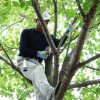 Pruning Saw Tsurugi 300-10 - Image 8