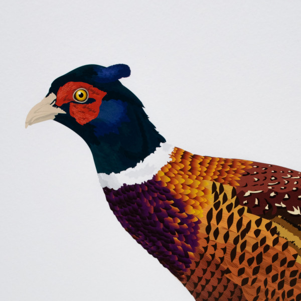 Pheasant